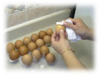 含生蛋或半熟蛋制作的食物会有较高食物安全风险